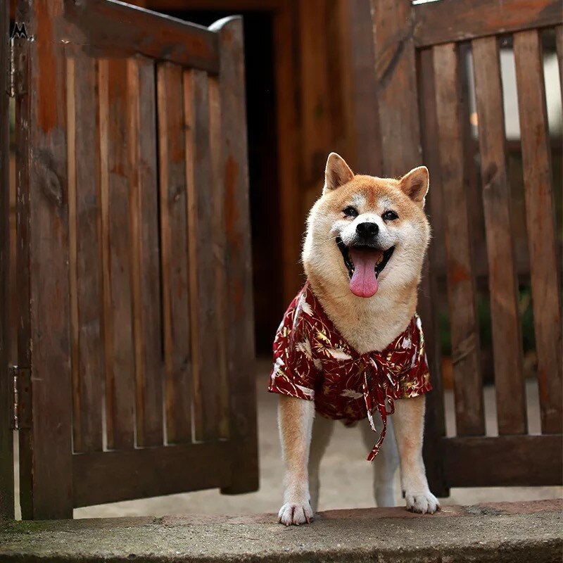 Kimono mignon pour Chien