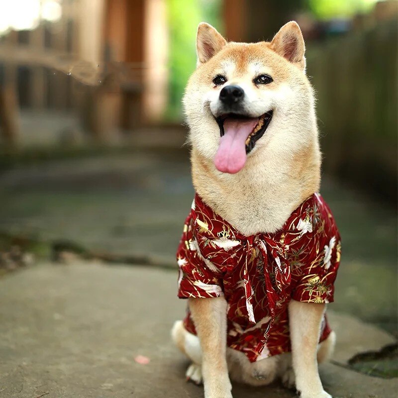Kimono mignon pour Chien